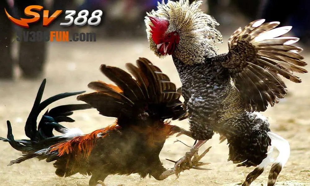 Đối chiếu thông tin thay vì suy đoán - Dr88